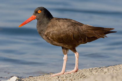 Black Oystercatcher