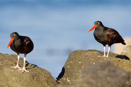 Black Oystercatcher Photo @ Kiwifoto.com