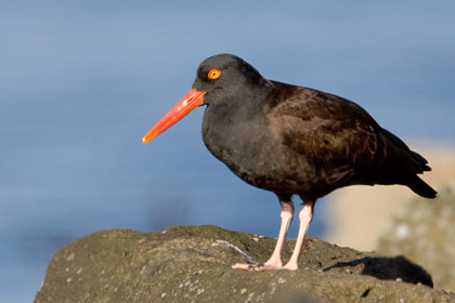 Black Oystercatcher Picture @ Kiwifoto.com