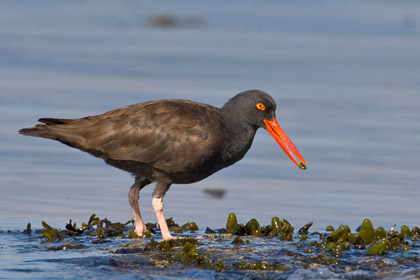 Black Oystercatcher Photo @ Kiwifoto.com