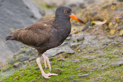 Black Oystercatcher (juvenile)