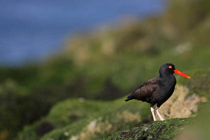 Black Oystercatcher Image @ Kiwifoto.com