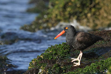 Black Oystercatcher Picture @ Kiwifoto.com