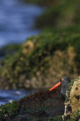 Black Oystercatcher