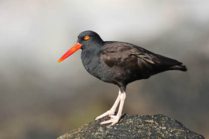 Black Oystercatcher Picture @ Kiwifoto.com