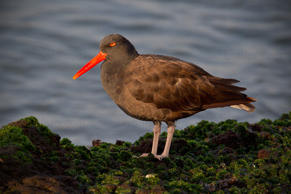 Black Oystercatcher Picture @ Kiwifoto.com