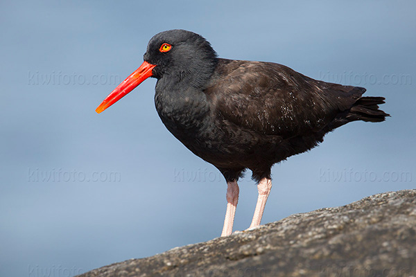 Black Oystercatcher Picture @ Kiwifoto.com