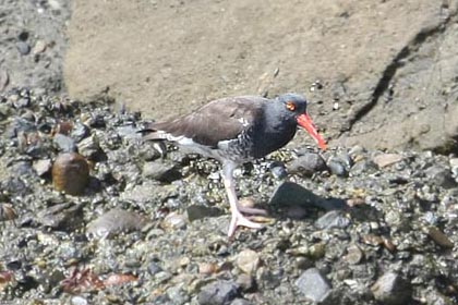 Black Oystercatcher (Black x American Oystercatcher - Hybrid)