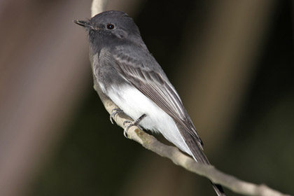 Black Phoebe Picture @ Kiwifoto.com