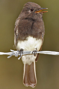 Black Phoebe Picture @ Kiwifoto.com