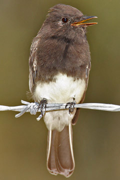 Black Phoebe Photo @ Kiwifoto.com