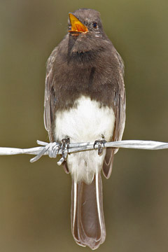 Black Phoebe Picture @ Kiwifoto.com