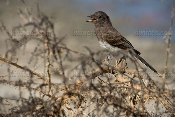 Black Phoebe Picture @ Kiwifoto.com