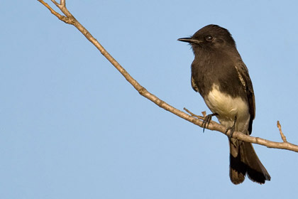 Black Phoebe Picture @ Kiwifoto.com