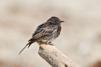 Black Phoebe Photo @ Kiwifoto.com