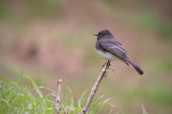 Black Phoebe Photo @ Kiwifoto.com