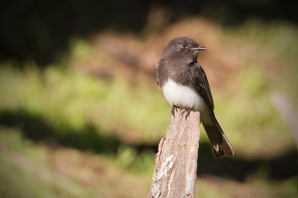 Black Phoebe Photo @ Kiwifoto.com
