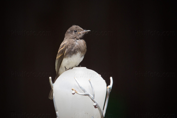 Black Phoebe (Hatch Year)