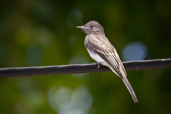 Black Phoebe (Hatch Year)