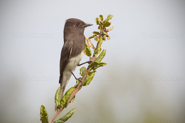 Black Phoebe Picture @ Kiwifoto.com