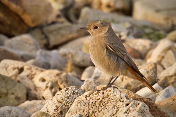 Black Redstart Photo @ Kiwifoto.com