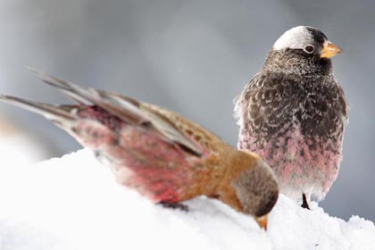 Black Rosy-Finch Photo @ Kiwifoto.com