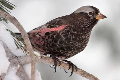 Black Rosy-Finch Photo @ Kiwifoto.com