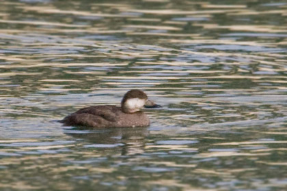 Black Scoter