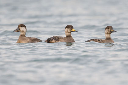 Black Scoter