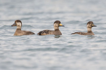 Black Scoter Picture @ Kiwifoto.com