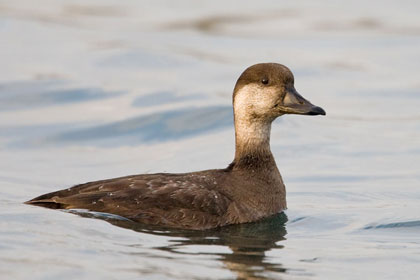 Black Scoter Picture @ Kiwifoto.com