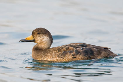 Black Scoter Picture @ Kiwifoto.com