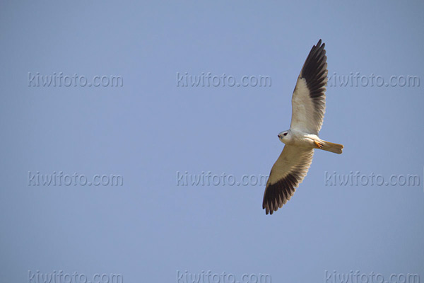 Black-shouldered Kite Image @ Kiwifoto.com