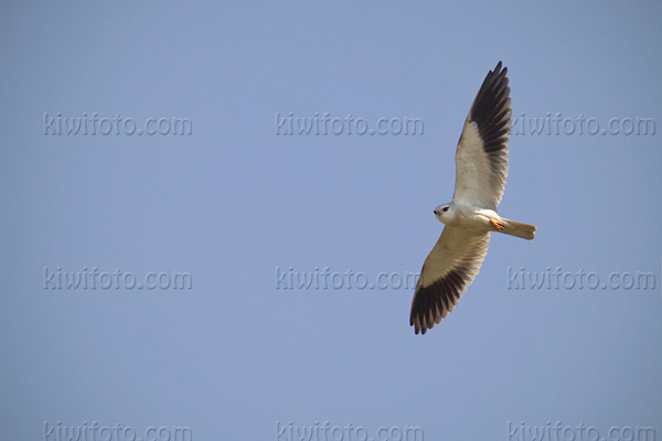 Black-shouldered Kite