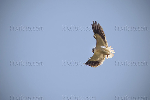 Black-shouldered Kite Picture @ Kiwifoto.com