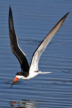 Black Skimmer Picture @ Kiwifoto.com