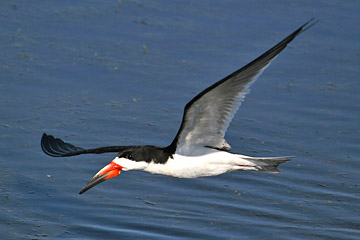 Black Skimmer Image @ Kiwifoto.com