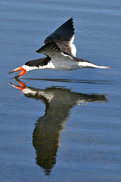 Black Skimmer Image @ Kiwifoto.com