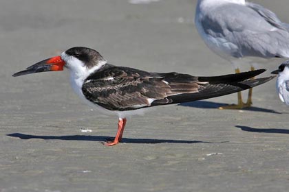 Black Skimmer Image @ Kiwifoto.com