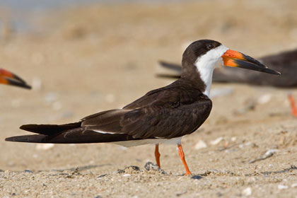 Black Skimmer Image @ Kiwifoto.com