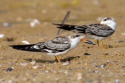 Black Skimmer (juvenile)