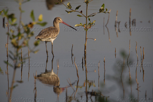 Black-tailed Godwit Image @ Kiwifoto.com