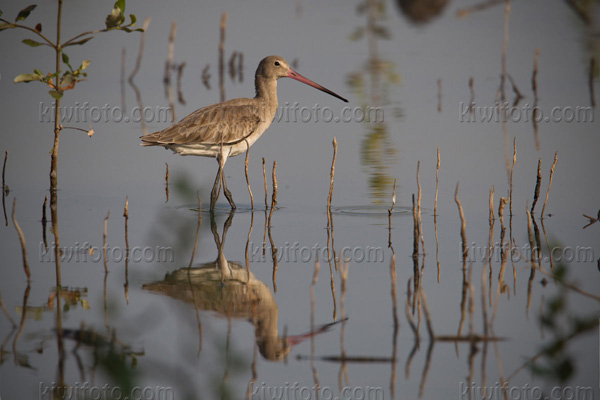 Black-tailed Godwit Photo @ Kiwifoto.com