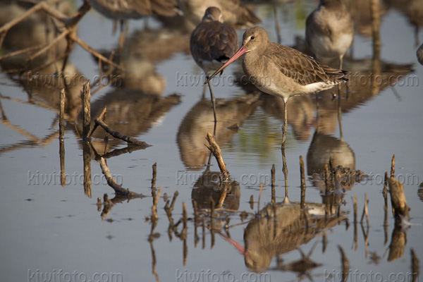 Black-tailed Godwit Image @ Kiwifoto.com