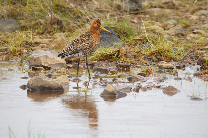 Black-tailed Godwit Picture @ Kiwifoto.com