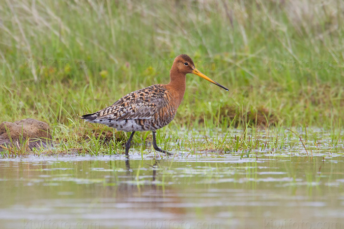 Black-tailed Godwit Image @ Kiwifoto.com