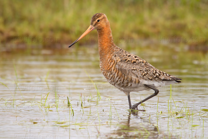 Black-tailed Godwit Picture @ Kiwifoto.com