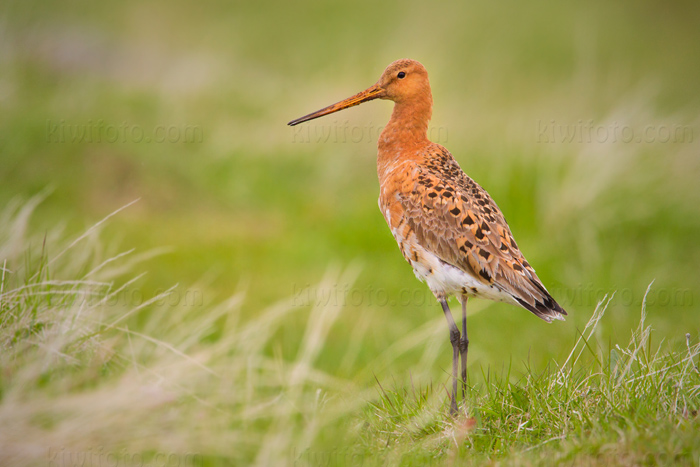 Black-tailed Godwit Image @ Kiwifoto.com