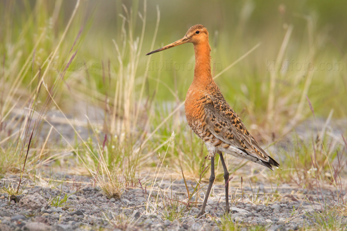 Black-tailed Godwit Image @ Kiwifoto.com