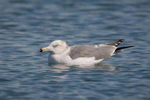 Black-tailed Gull Photo @ Kiwifoto.com